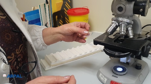 Sensibile diminuzione dei pollini presenti nell’aria ligure al 29 Giugno 2022